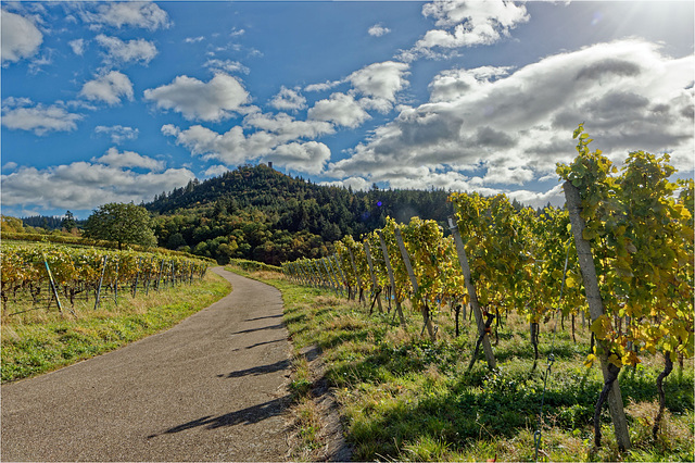 Herbstspaziergang durch die Weinberge 21