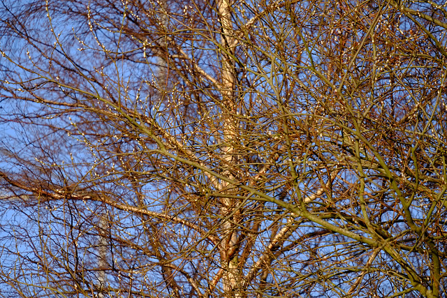 Pussy Willow starting to appear