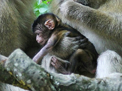 Affenbaby, vier Tage alt