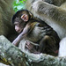 Affenbaby, vier Tage alt