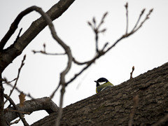 The Cinciarella peeping from the big branch