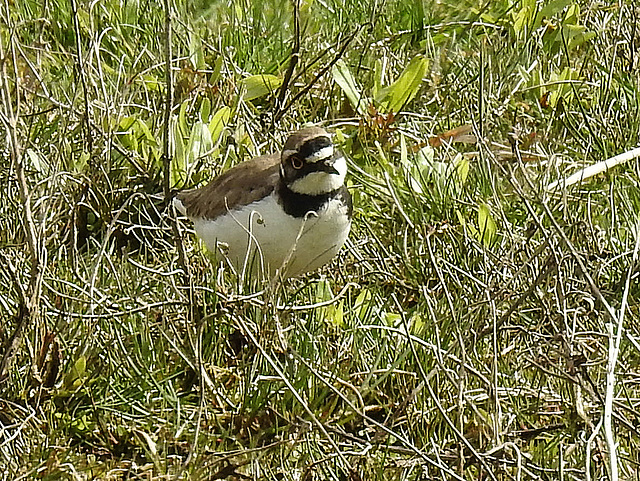 20170406 0103CPw [D~MS] Flußregenpfeifer (Charadrius dubius), Rieselfelder, Münster