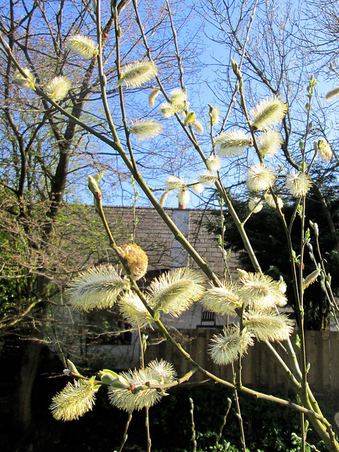 Pussy willow.