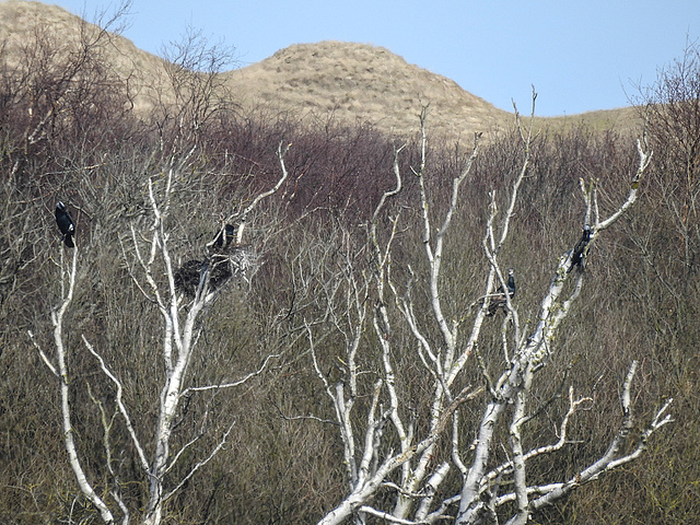 20180404 3494CPw [D~AUR] Kormoran (Phalacrocorax carbo), Norderney