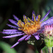 Pacific Aster