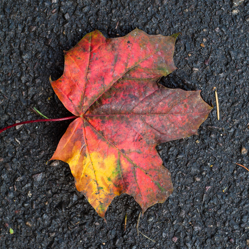 A Leaf from a Tree near Magnet Joinery