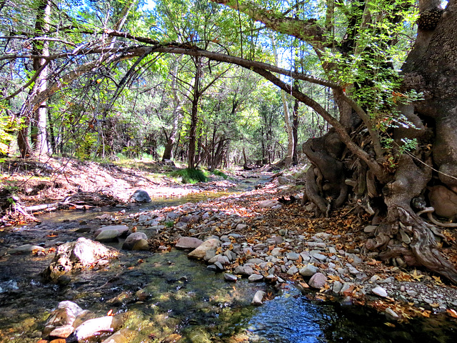 South Fork Cave Creek