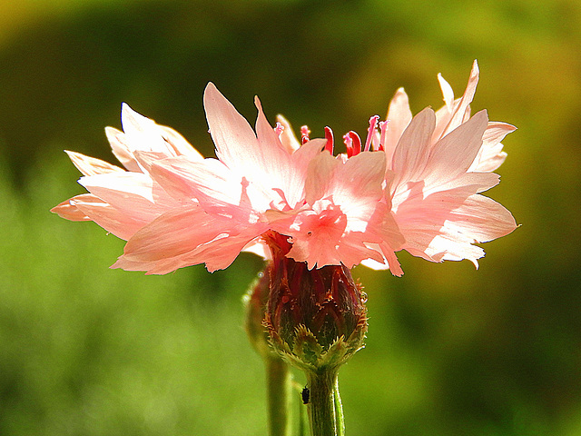 Kornblumen blau(rose) Sind die augen der frauen......[ on explore  ]