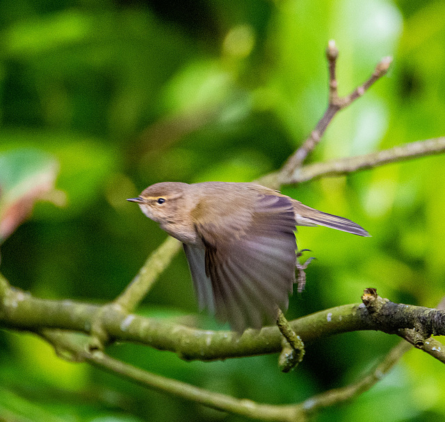 Chiffchaff