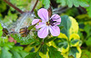 20200601 7817CPw [D~LIP] Ruprechts Storchsschnabel (Geranium robertianum) [Ruprechtskraut] [Stinkender Storchschnabel], Insekt, Bad Salzuflen