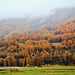 Herbstwald in Südtirol