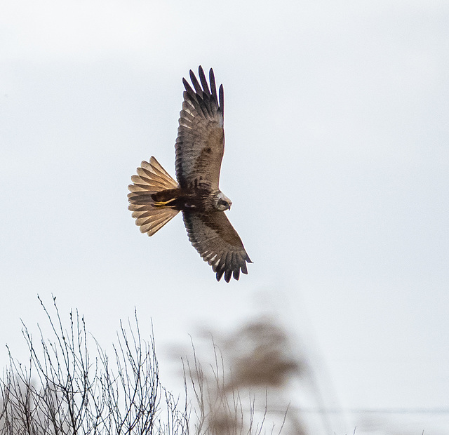 Marsh harrier
