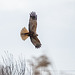 Marsh harrier