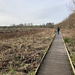 Walkway through the Reedbeds