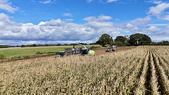 Harvesting the corn