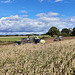 Harvesting the corn