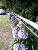 Agapanthus Along Fenceline.