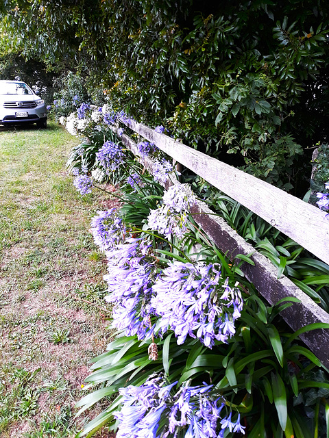 Agapanthus Along Fenceline.