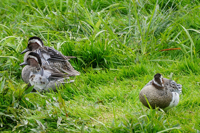 Scenes from Slimbridge (25) - 20 May 2015