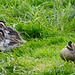 Scenes from Slimbridge (25) - 20 May 2015