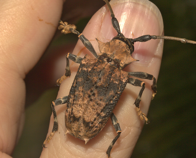 IMG 9304longhornbeetle