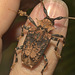 IMG 9304longhornbeetle