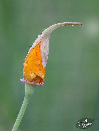 148/366: California Poppy with Hat