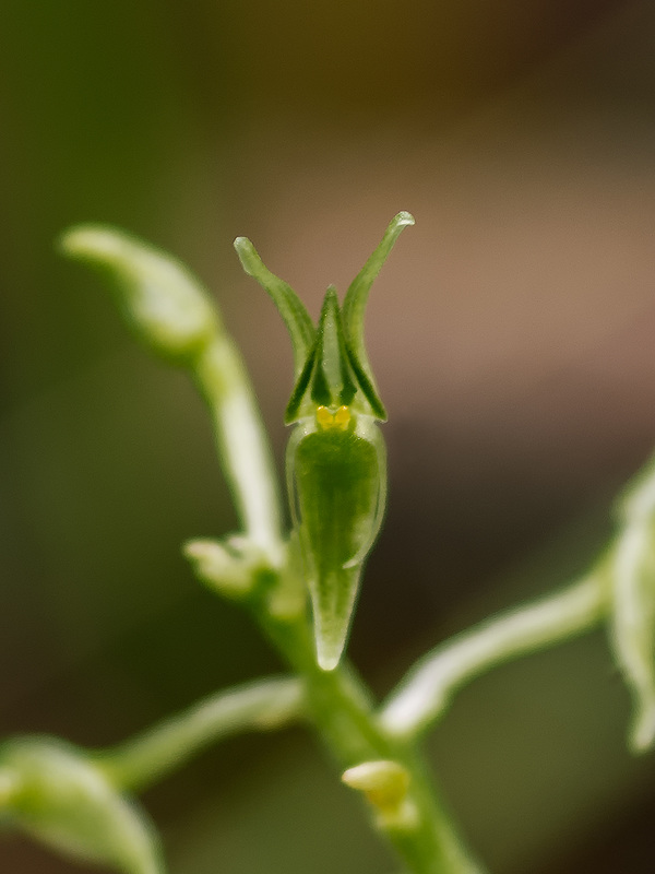 Malaxis abieticola (Arizona Adder's-mouth orchid)