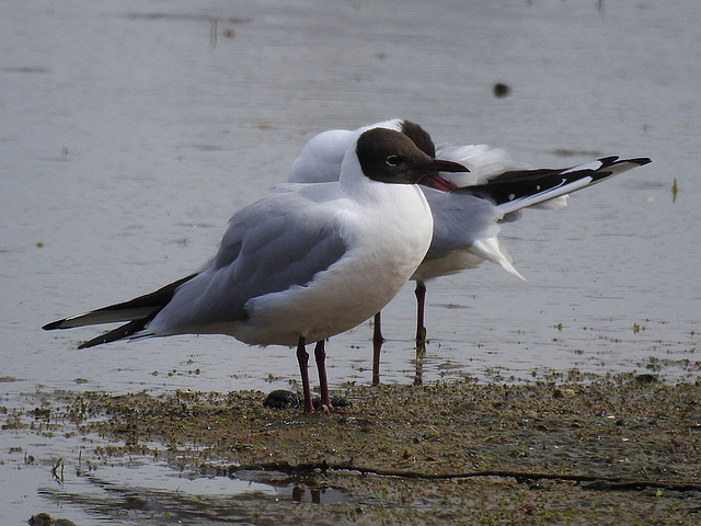 20170406 0107CPw [D~MS] Lachmöwe (Chroicocephalus ridibundus), Rieselfelder, Münster