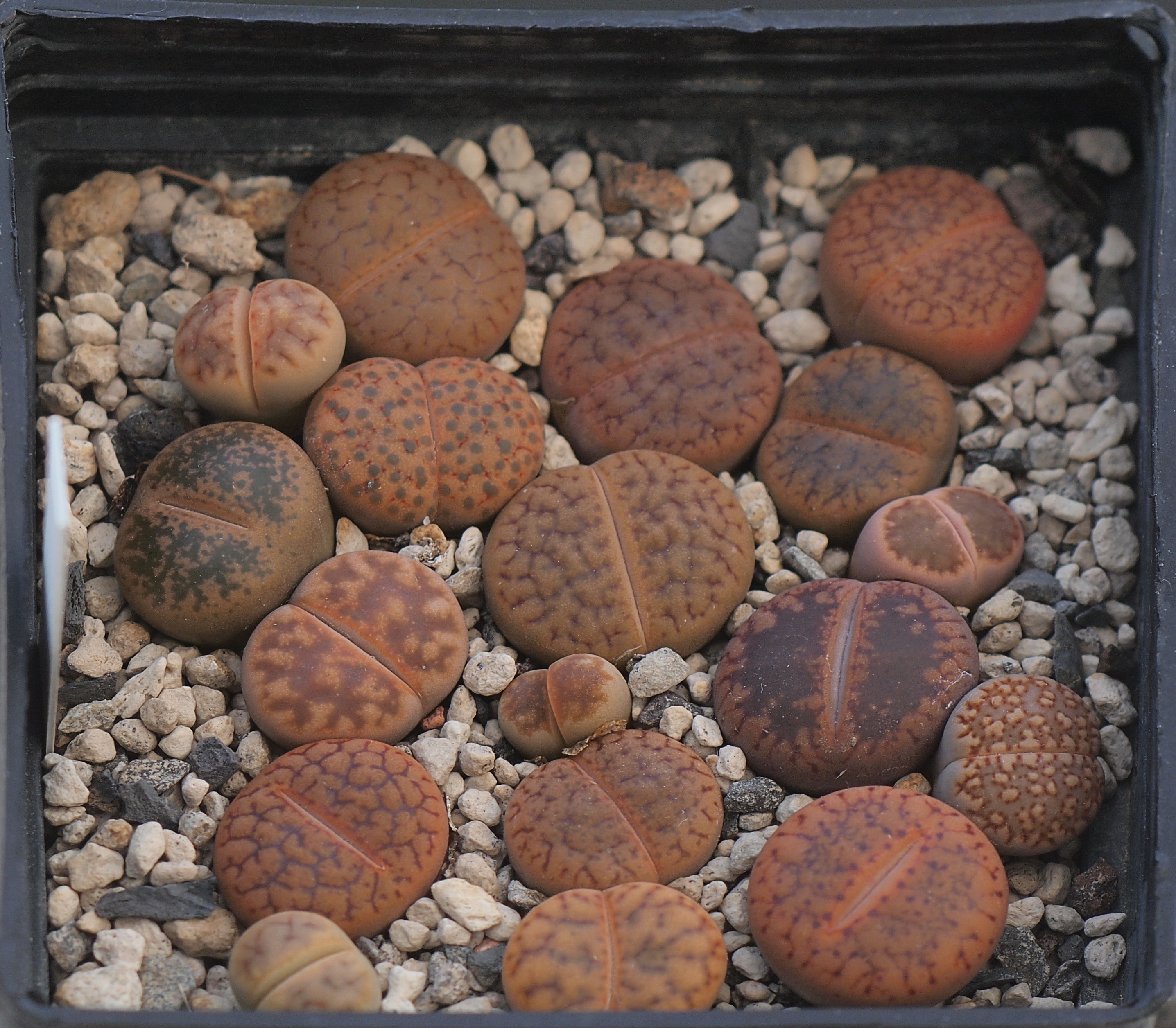 Lithops Mix - Sämlinge