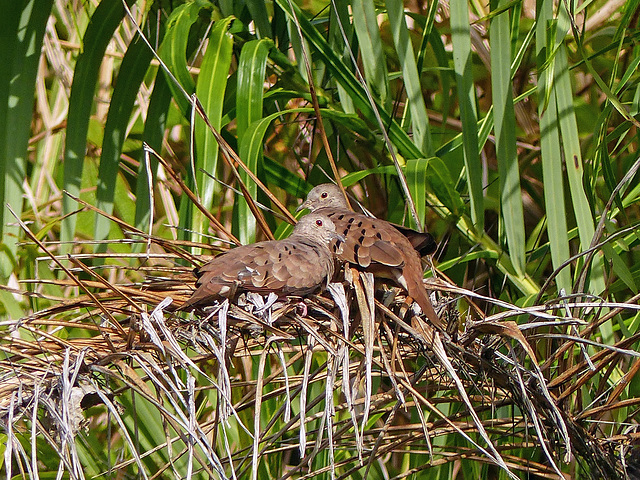 Ruddy Ground-dove / Columbina talpacoti, Trinidad