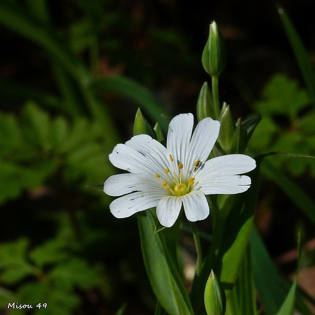 Fleurs des champs  stellaire