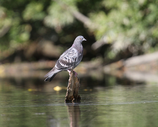 pigeon biset / rock pigeon