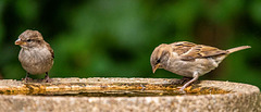 Sparrows on my bird bath