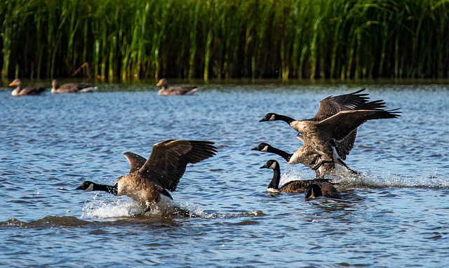 Canada geese