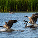 Canada geese