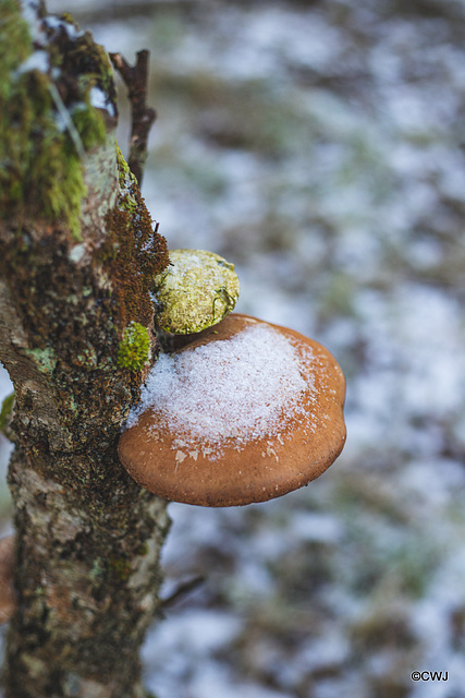 Birch Polypore