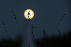 Gras im Vollmond