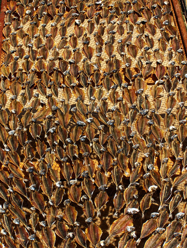 Drying Fish