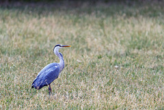 Bad Mergentheim (Wildpark)