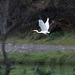 White arrow. (Great white egret)