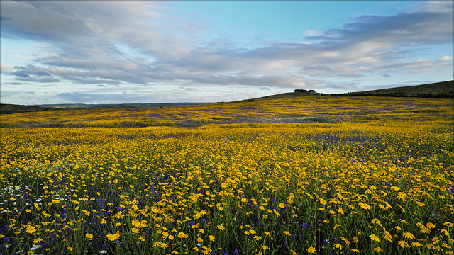 Semblana, Spring meadow !