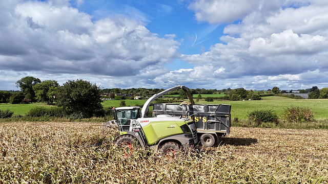 Harvesting the corn