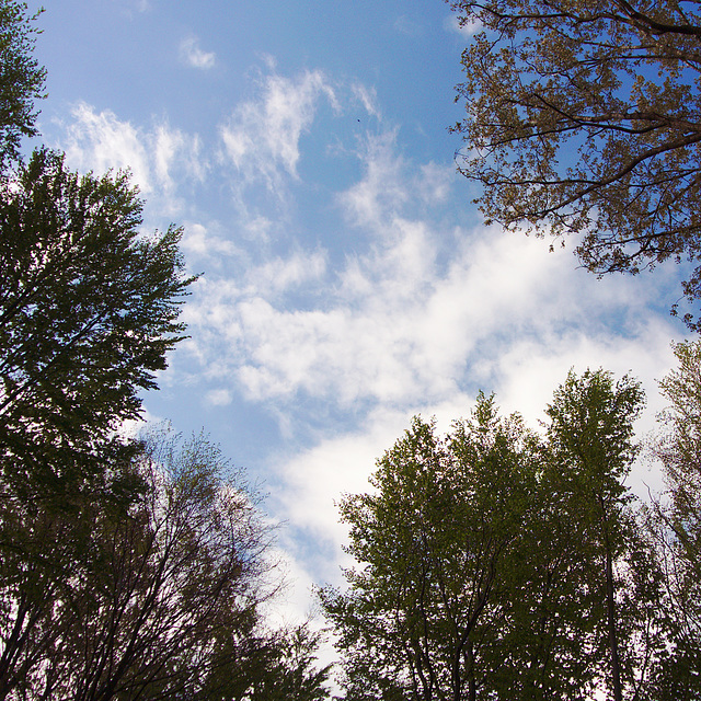 Tree tops