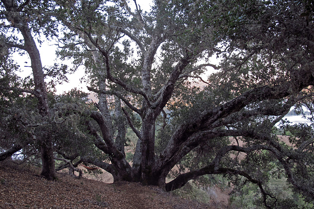 Grandmother Oak (1312)