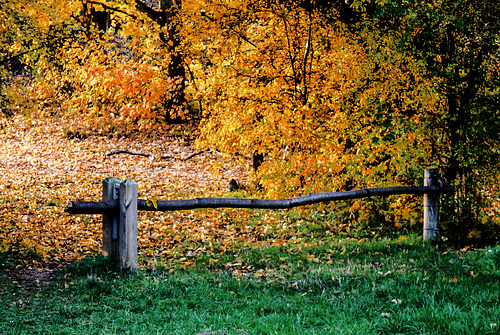 A Fence for Friday