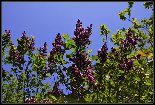 Lilas