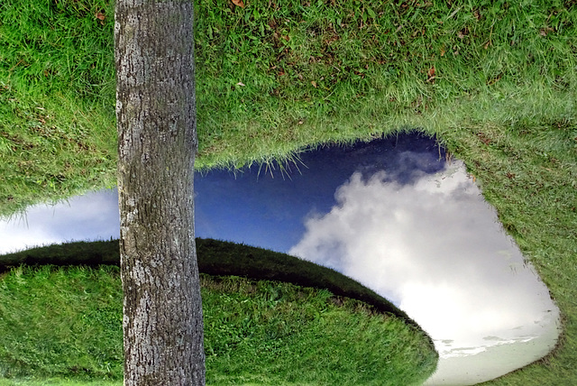 Tree, water and clouds (upside down)