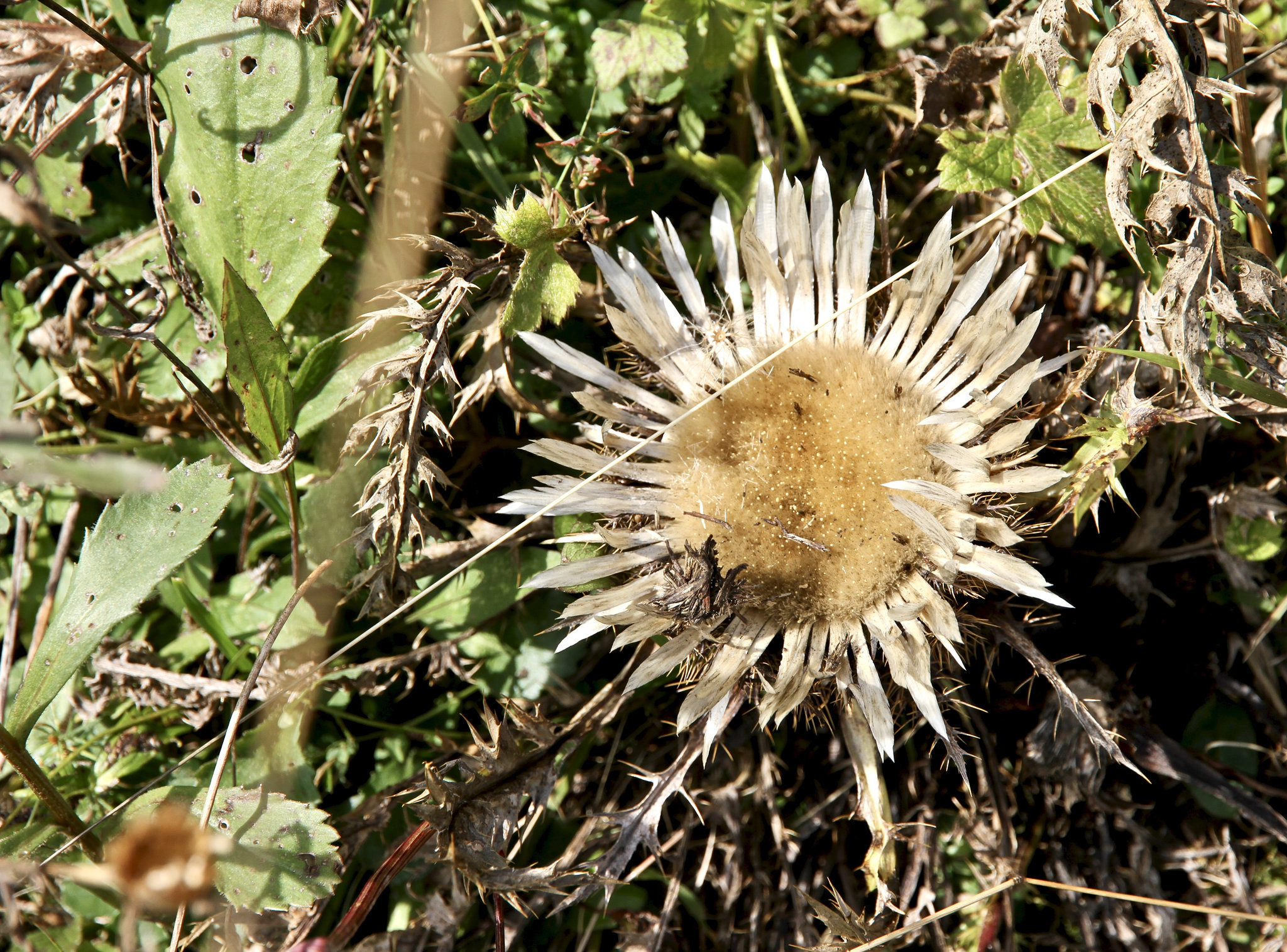 Bergdistel