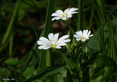 Fleurs des champs  stellaire